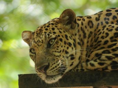 【プノンペン発】半日観光!! タマウ自然動物園を満喫ツアー!