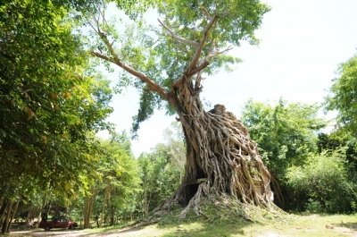 【シェムリアップ発】祝・世界遺産登録!空中の宮殿サンボー・プレイクックとアンコール時代の大橋コンポンクディ観光